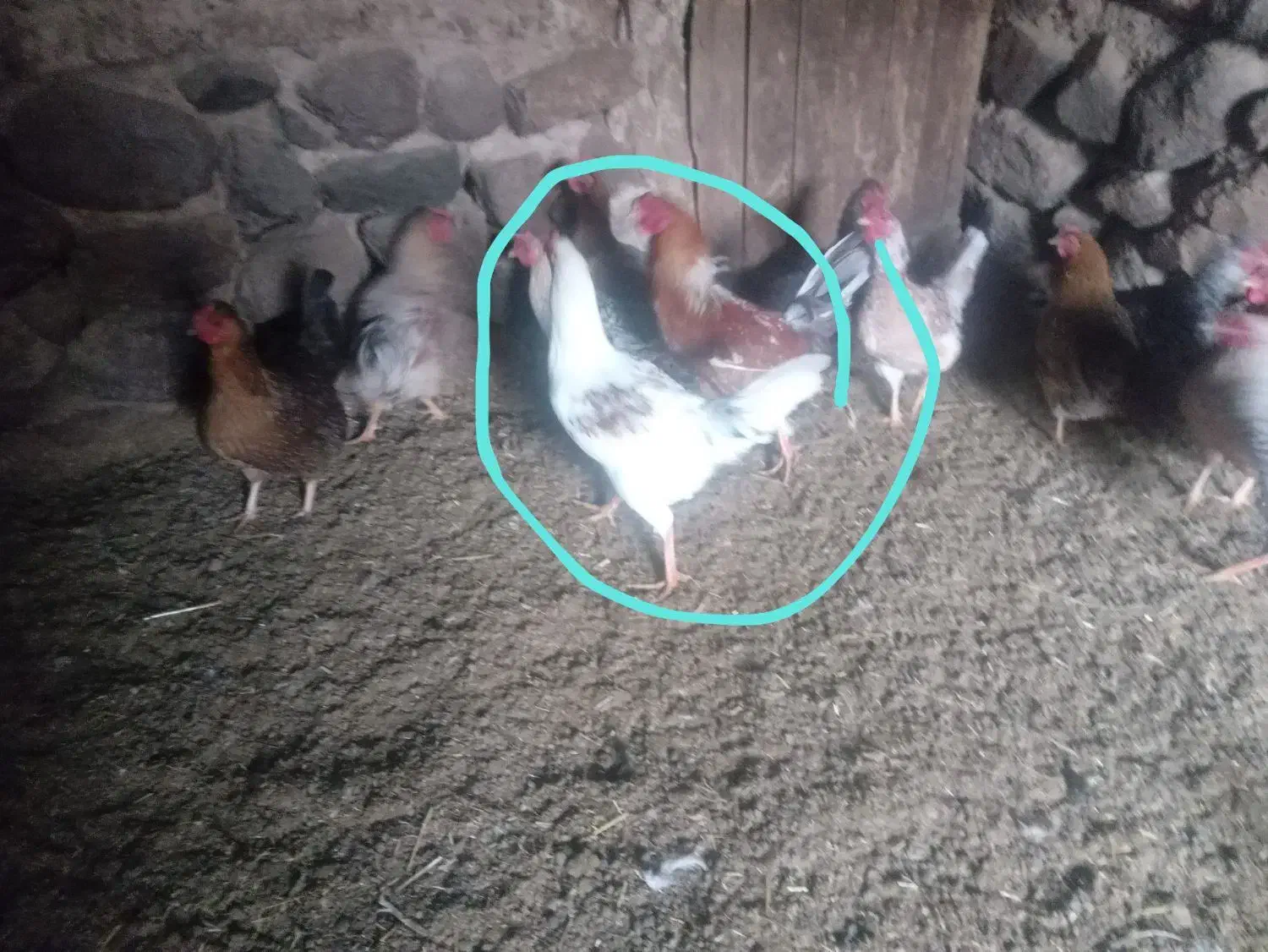 خروس محلی مفت|حیوانات مزرعه|سربیشه, |دیوار