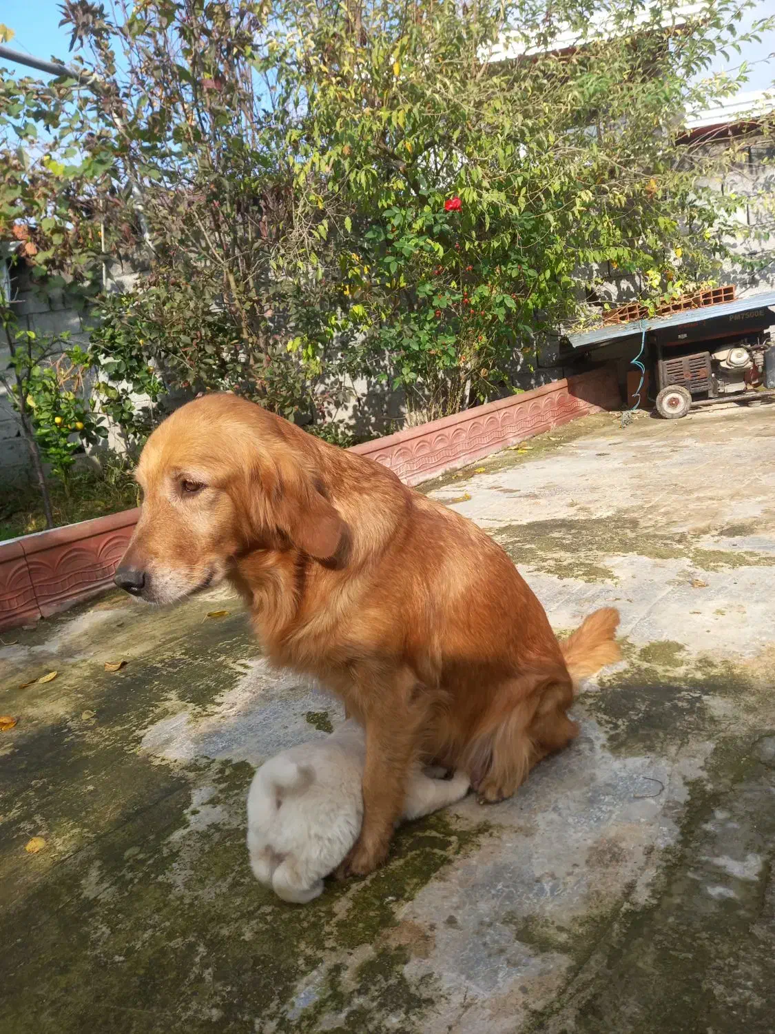 گلدن ماده|سگ|ساری, |دیوار