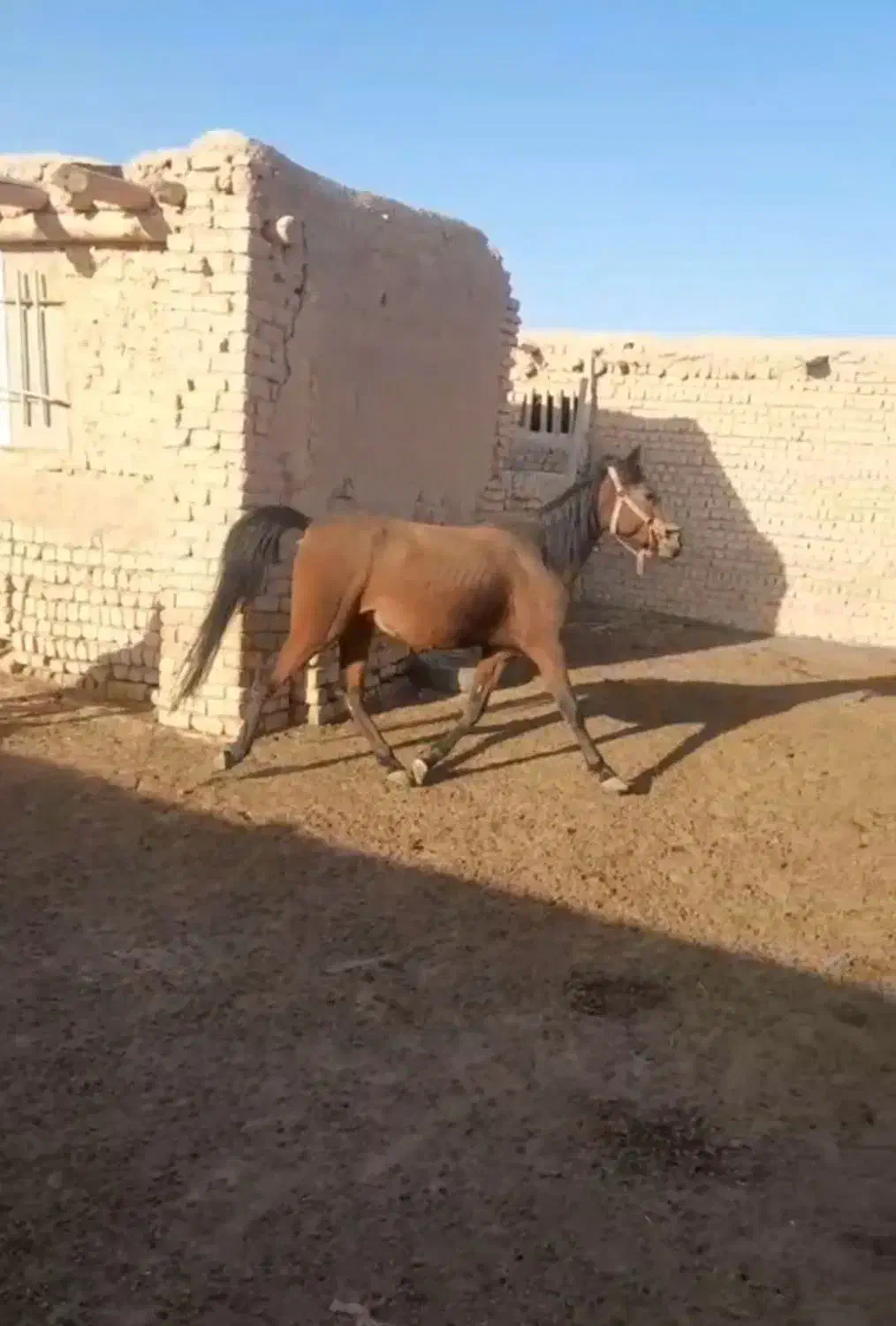 اسب مادیان وکره نریان کرد|اسب و تجهیزات اسب‌سواری|بشاریات, |دیوار