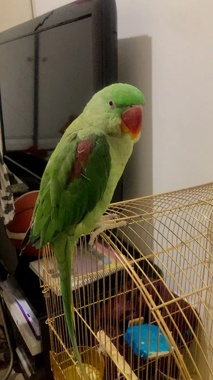 شاه طوطی ماده|پرنده|مشکیندشت, |دیوار