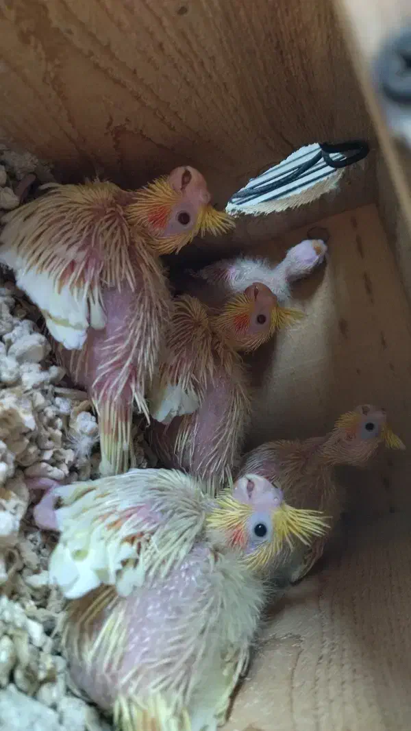 جوجه عروس سرلاکی|پرنده|چابهار, |دیوار