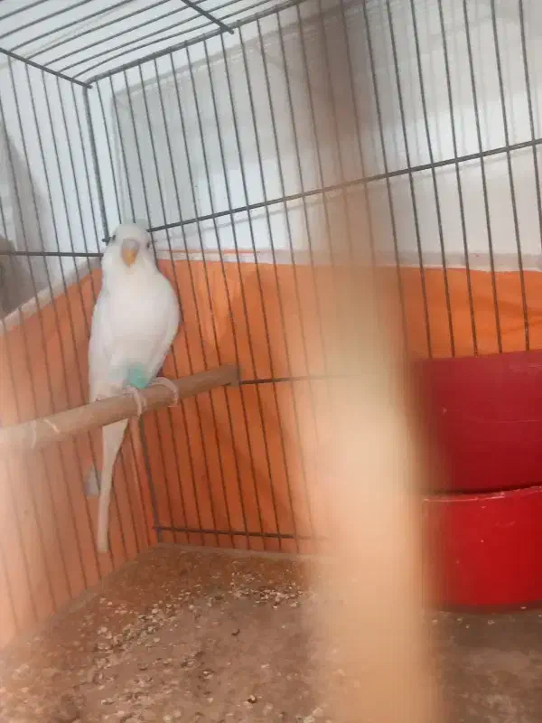 مرغ عشق مولد|پرنده|قم, حاج زینل|دیوار