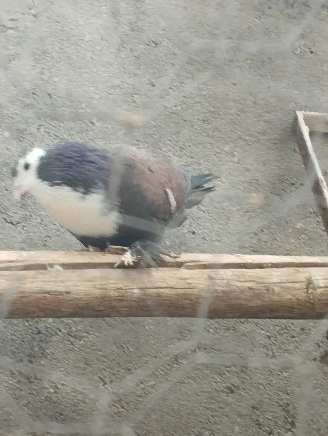 کبوتر|حیوانات|کاشمر, |دیوار