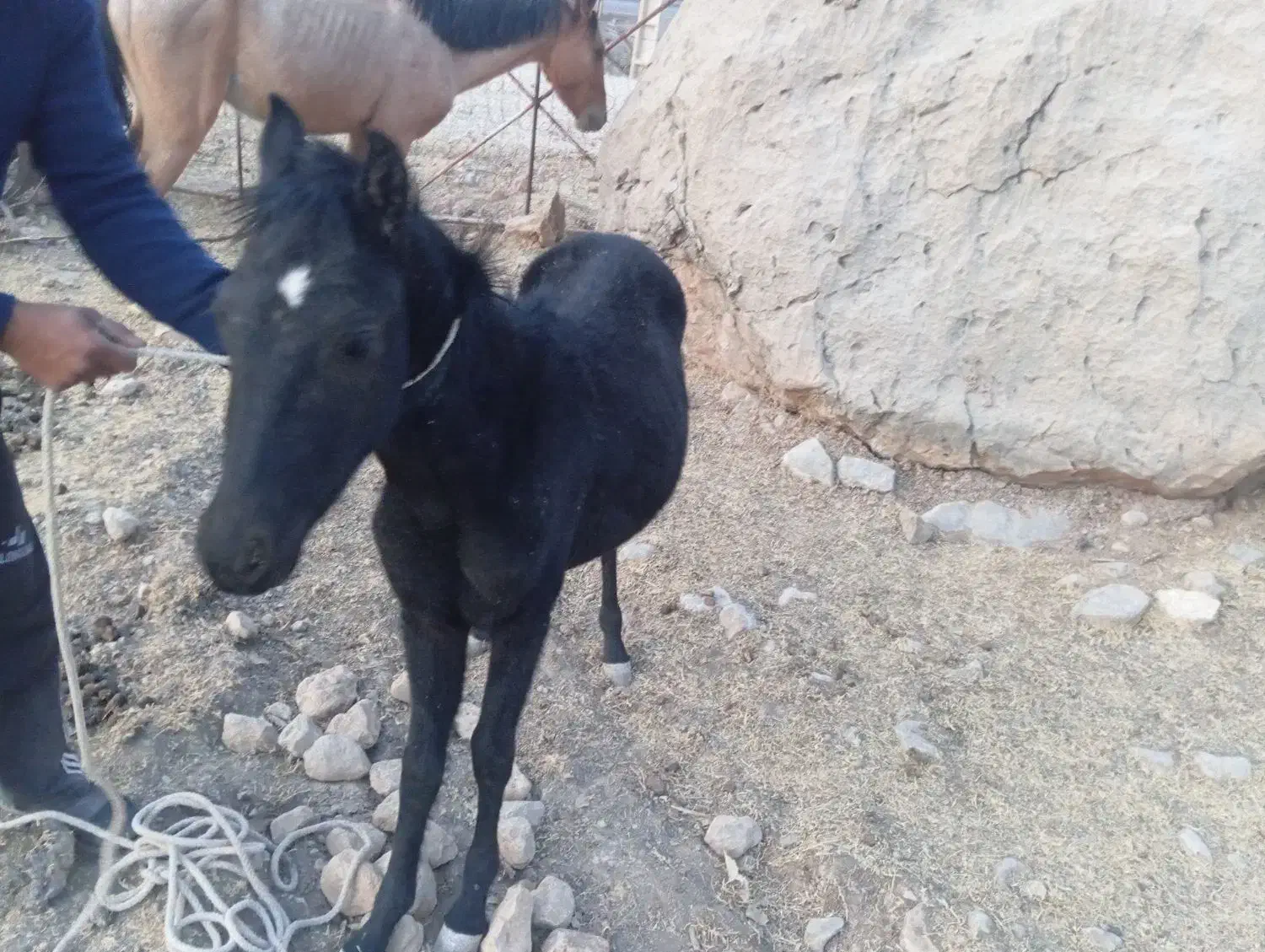 مادیون|اسب و تجهیزات اسب‌سواری|کوهمره, |دیوار