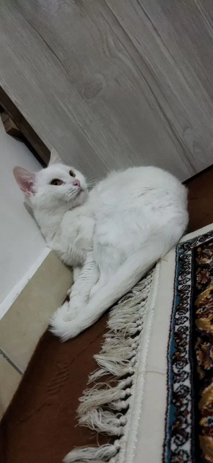 گربه پرشین|گربه|تبریز, |دیوار