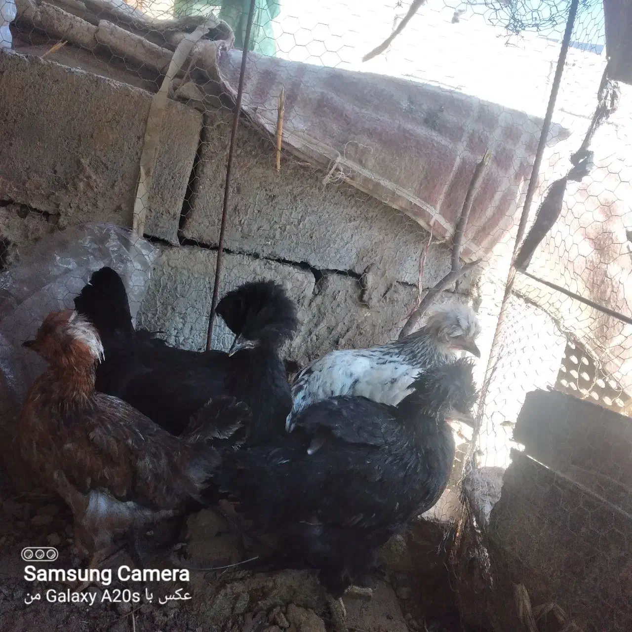 جوجه کاکلی|حیوانات مزرعه|جزنیک, |دیوار