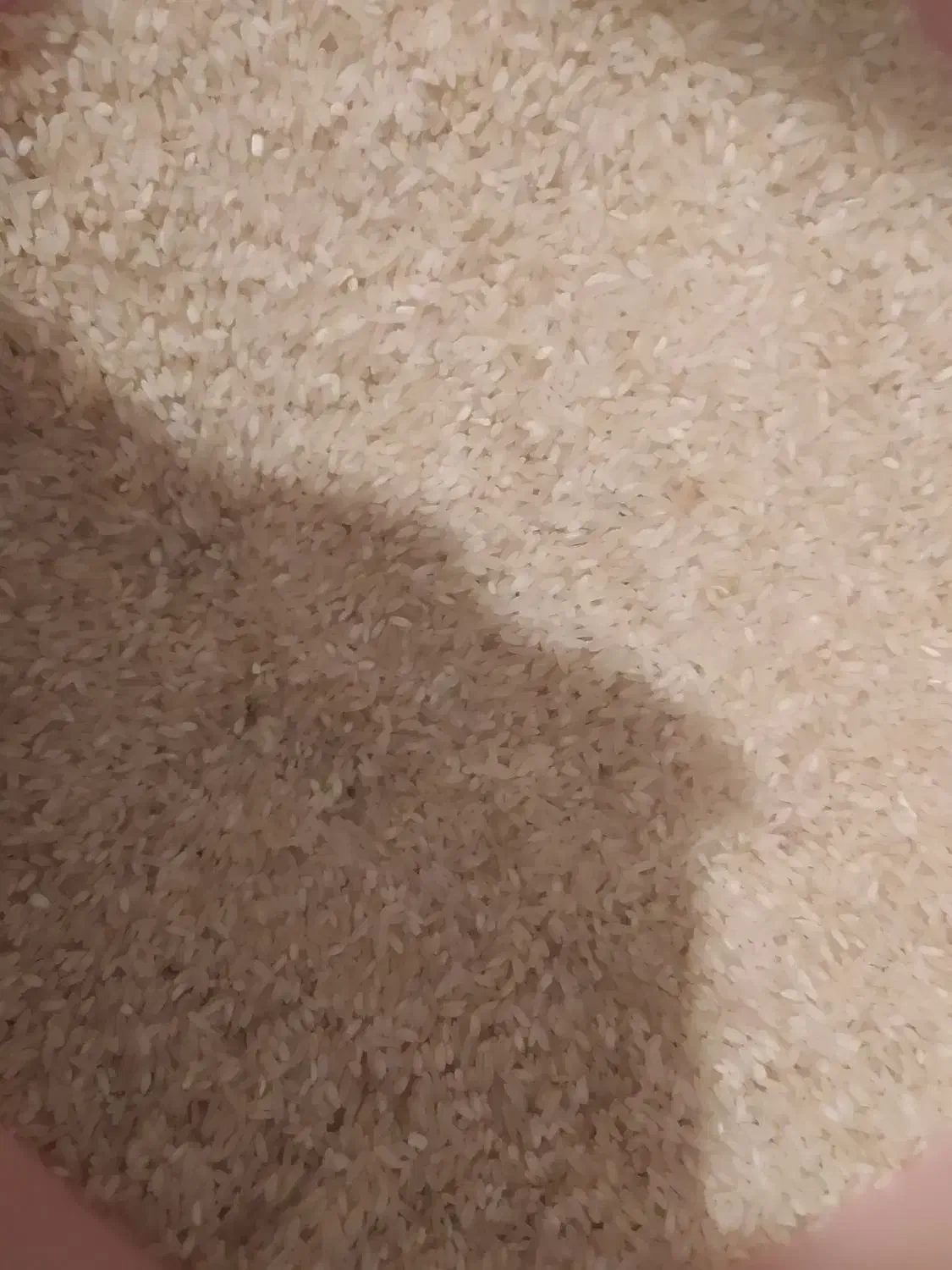 برنج محلی به شرط پخت اصل کامفیروز|خوردنی و آشامیدنی|مرودشت, تامین اجتماعی‎|دیوار