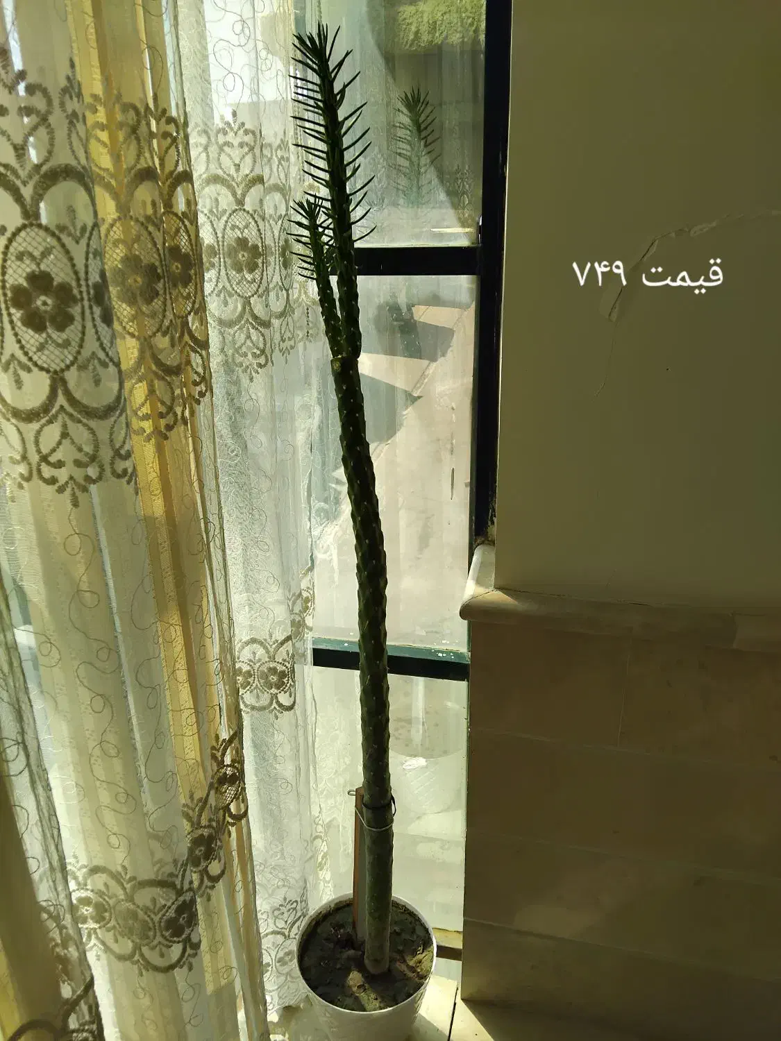 ۳‌تا‌گل‌طبیعی‌ب‌فروش‌میرسد|گل و گیاه طبیعی|سلماس, |دیوار