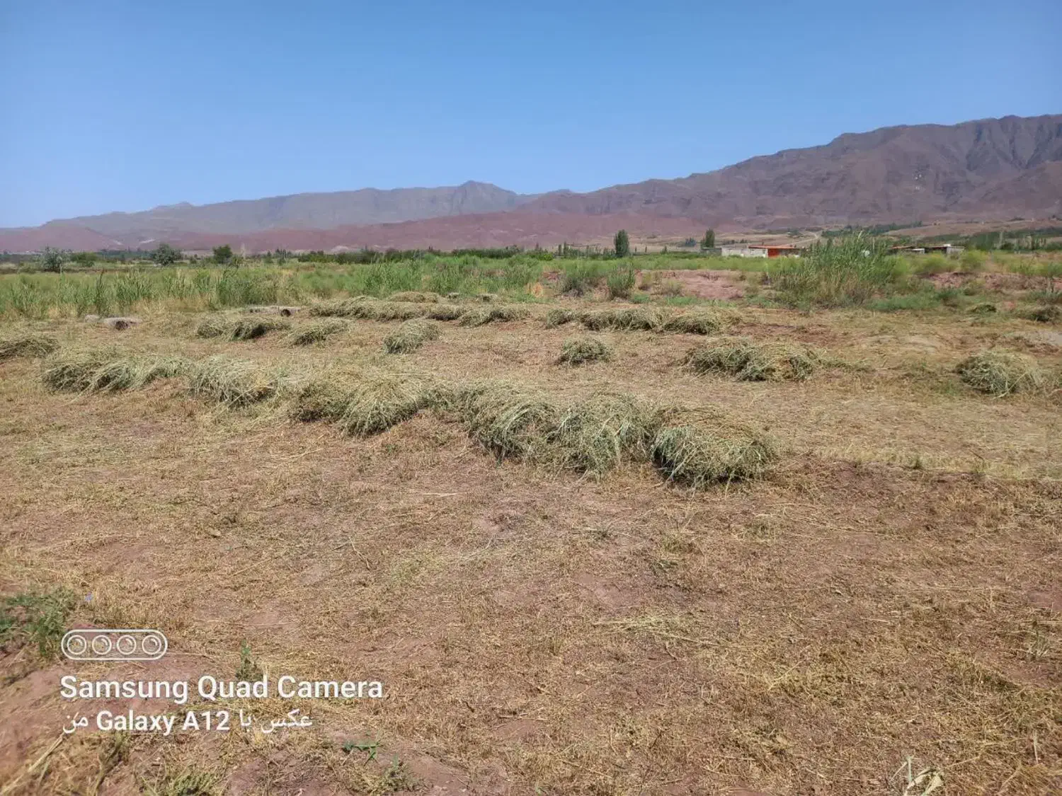 یونجه امسالی|لوازم جانبی حیوانات|تسوج, |دیوار