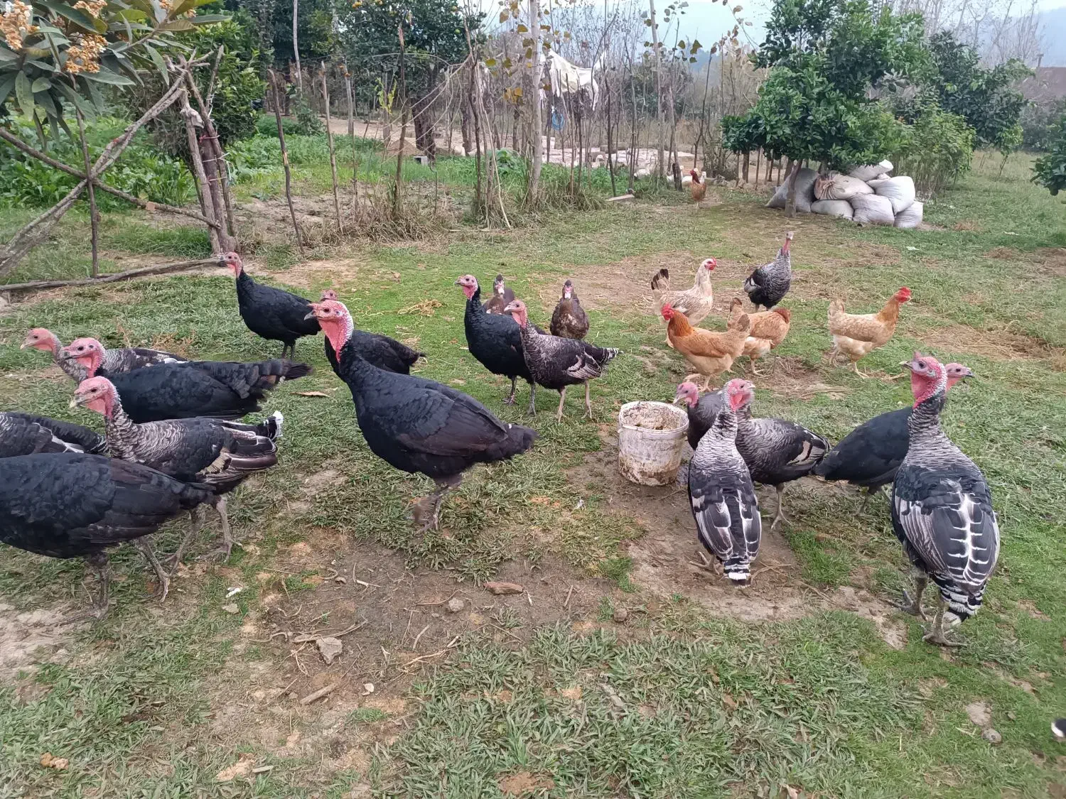 فروش بوقلبون و اردک های روسی بالغ و نزدیک به کشتار|حیوانات مزرعه|مرزیکلا, |دیوار