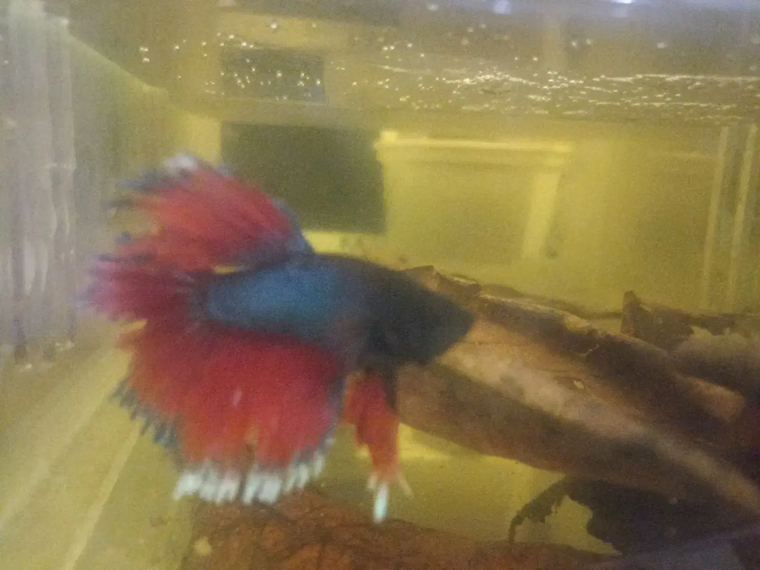 ماهی فایتر نر|ماهی|مشهد, امیریه|دیوار