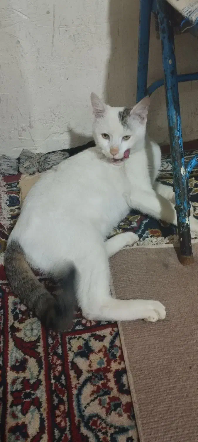 واگذاری رایگان گربه|گربه|تکاب, |دیوار