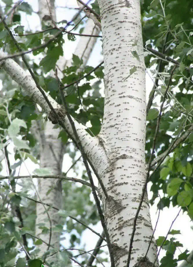 نهال کبوده ریسک کم با درآمد بالا|خدمات باغبانی و درختکاری|آذرشهر, |دیوار