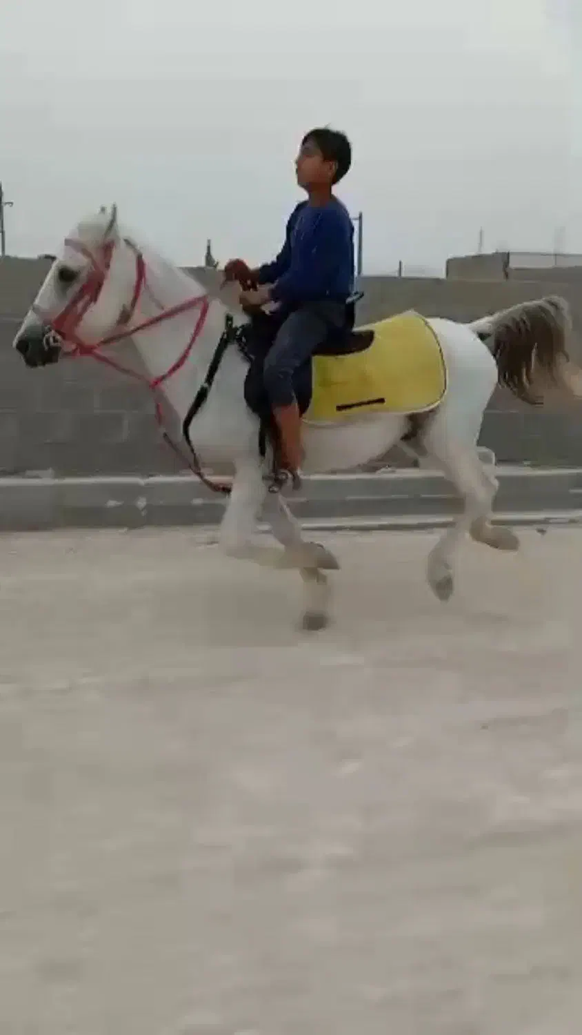 فروش اسب نریون نژاد ترک|اسب و تجهیزات اسبسواری|گله دار, |دیوار