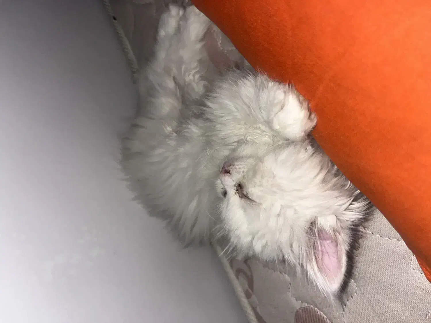 واگذاری گربه|گربه|ساوه, |دیوار