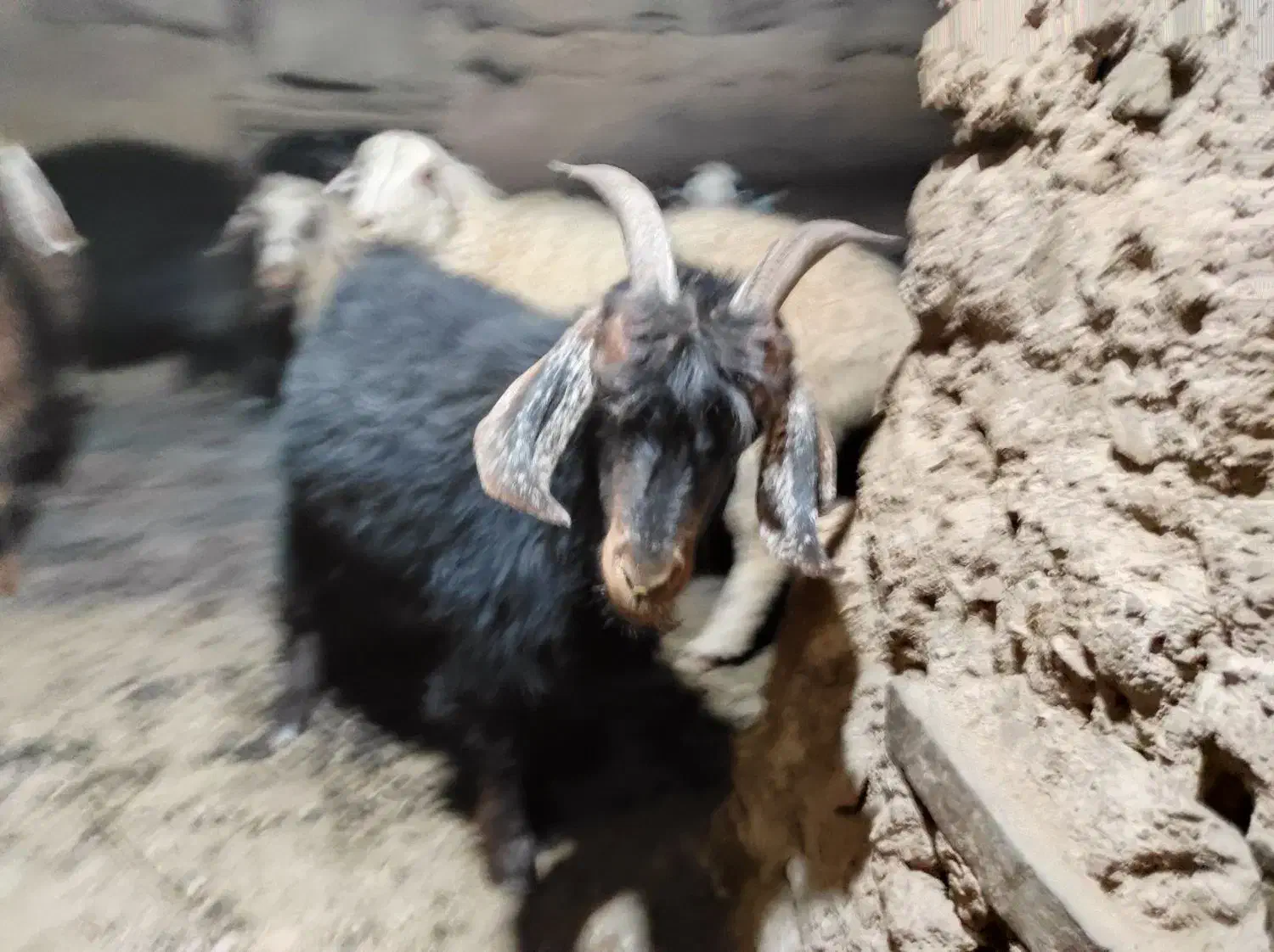 تعداد ۴بزجوان و۱پیر|حیوانات مزرعه|قهستان, |دیوار