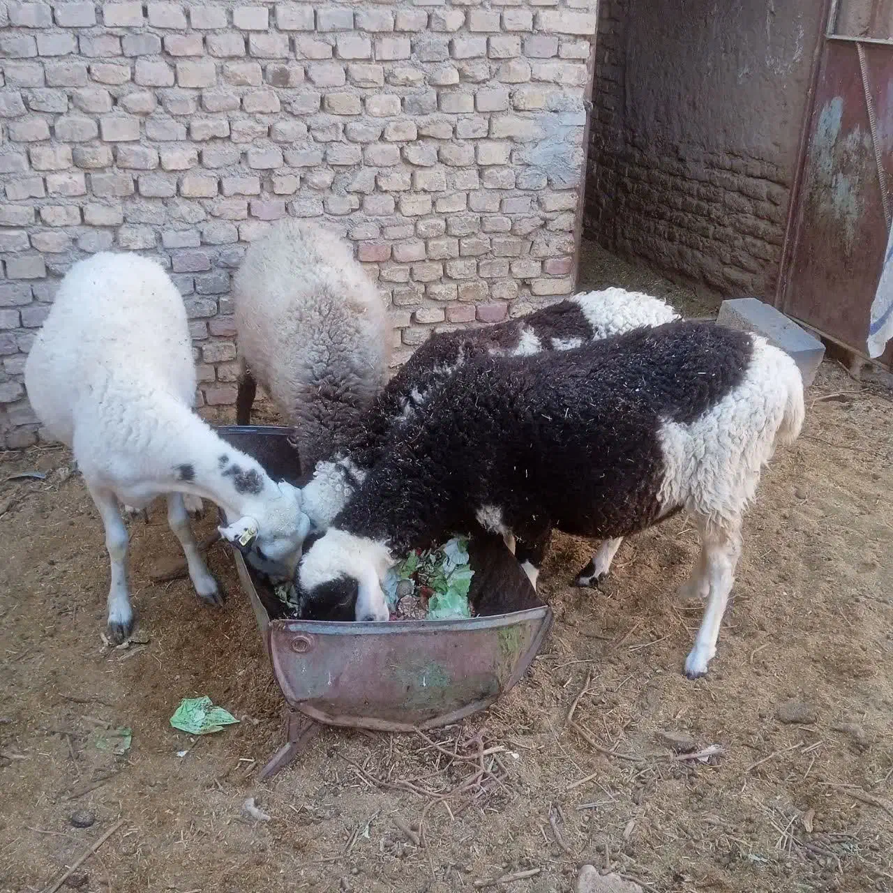 میش و بره|حیوانات مزرعه|یزد, |دیوار