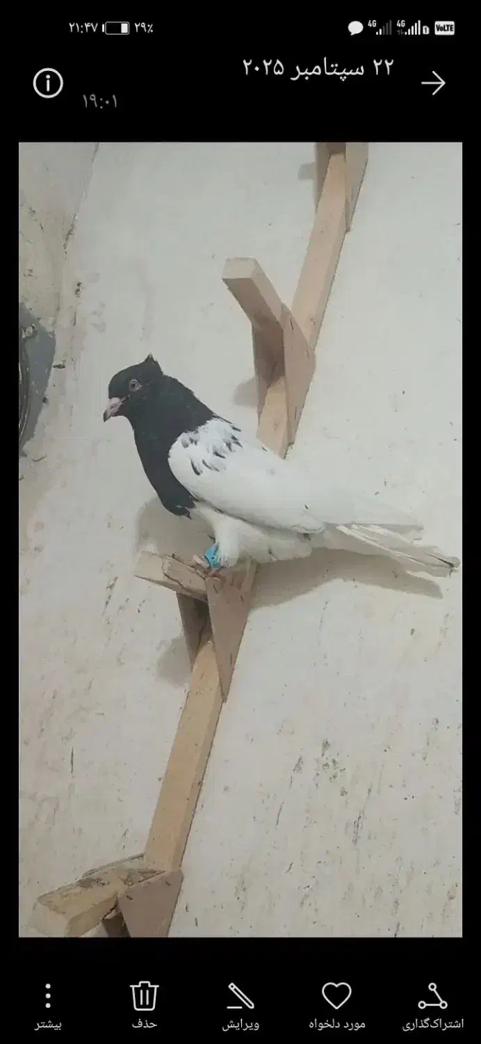 کبوتر|پرنده|شیراز, رکن‌آباد|دیوار