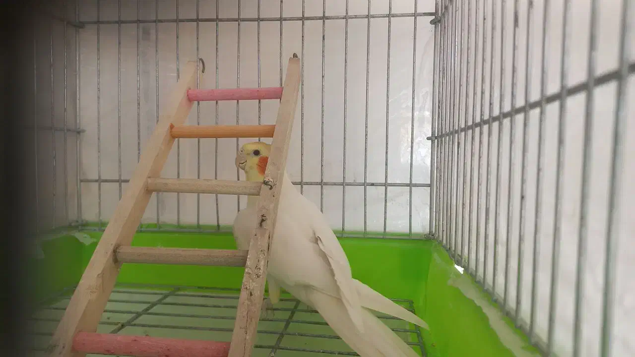 عروس هلندی سخن گو|پرنده|قزوین, |دیوار