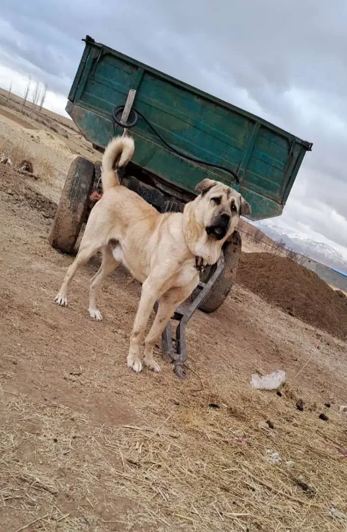 سگ پژدر|سگ|اردبیل, |دیوار