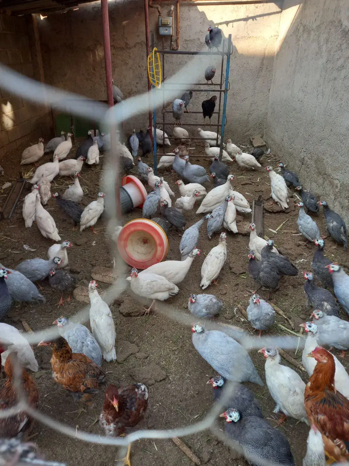 دستگاه جوجه کشی و مرغ شاخدار|حیوانات مزرعه|پیشوا, |دیوار