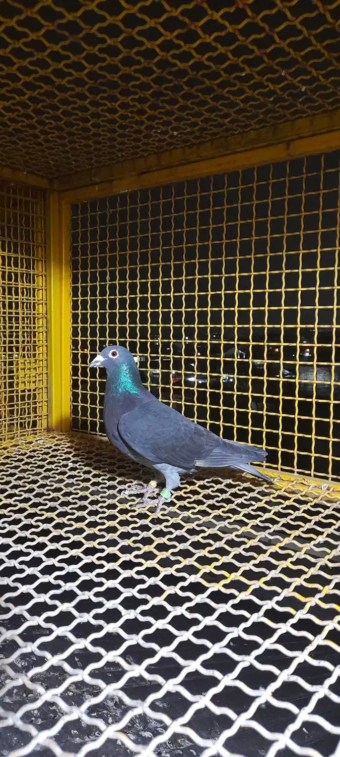 کبوتر پلاکی|حیوانات|تالش, هشتپر|دیوار