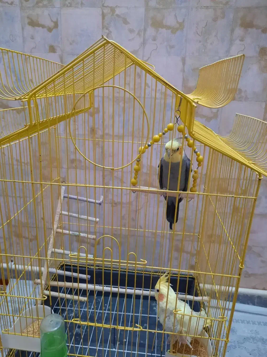 دوجفت عروس هلندی آواز خوان وسالم|پرنده|فردیس, شهرک شهید حسینی|دیوار