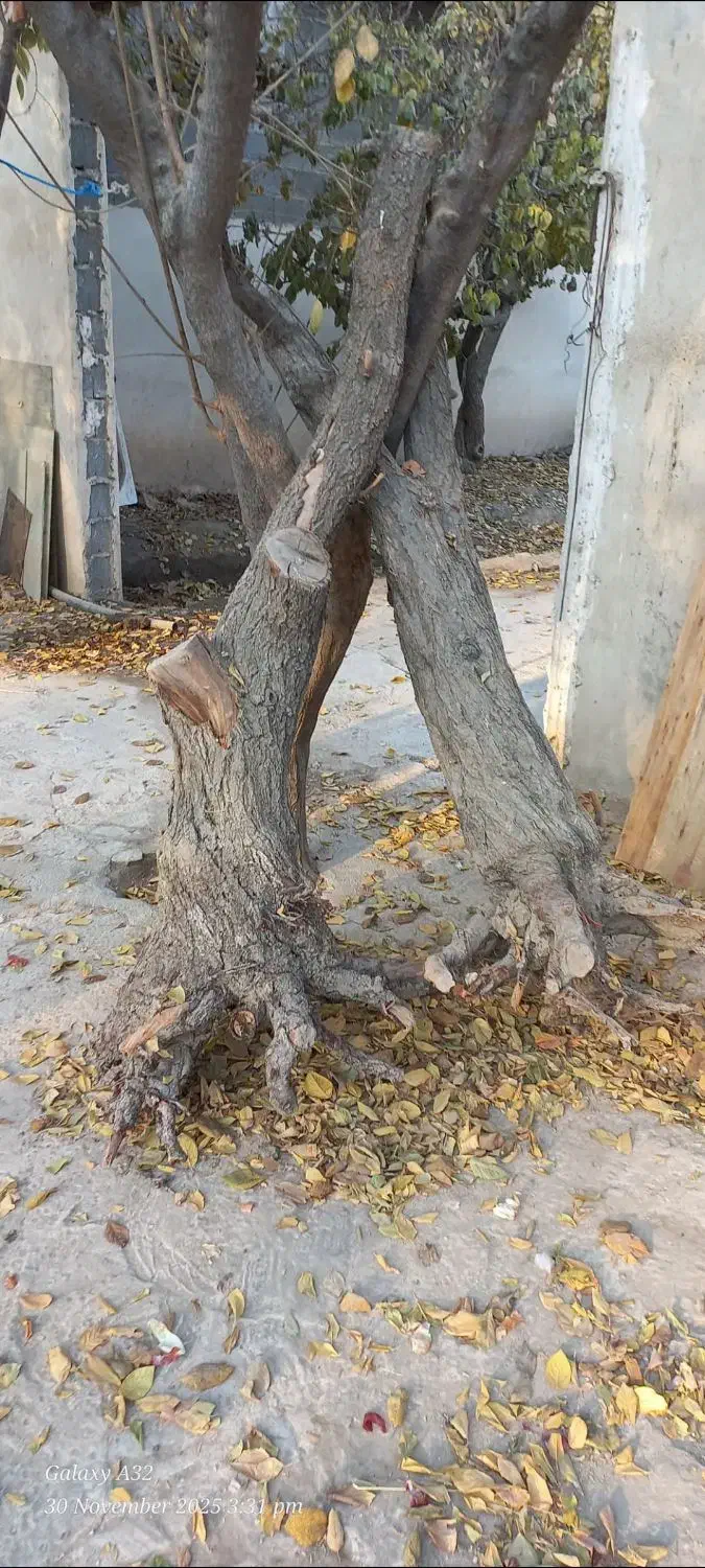 فروش چوب خشک|خدمات باغبانی و درختکاری|شهریار, رزکان|دیوار