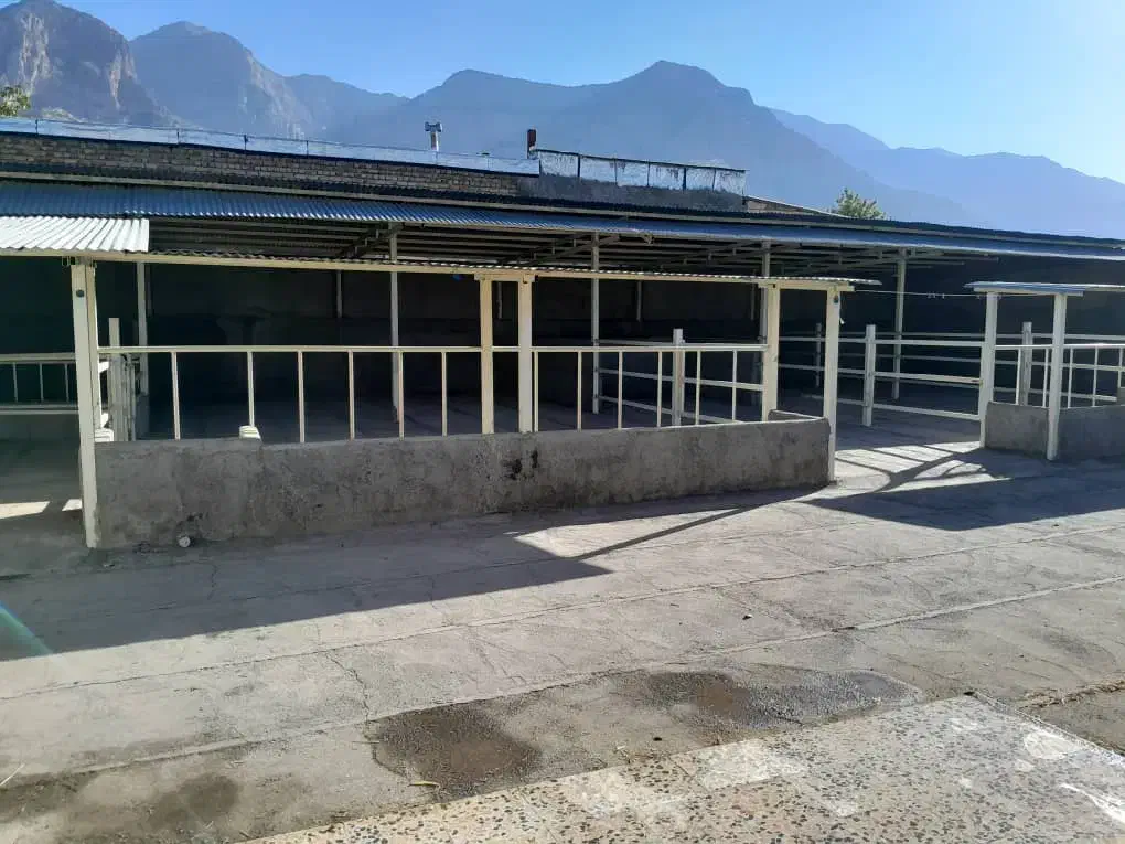 گاوداری|فروش دفتر صنعتی، کشاورزی، تجاری|چگنی, |دیوار