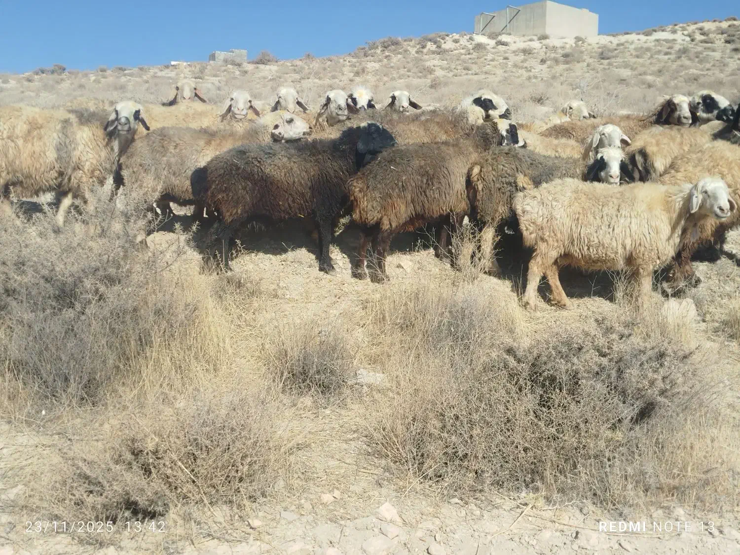 60راسگله میش ترکی آبستن وبردار|حیوانات مزرعه|شیراز, محمدیه|دیوار