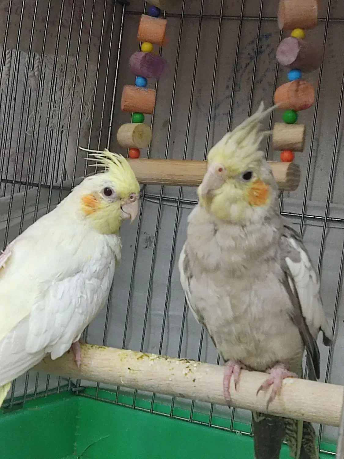 عروس هلندی ماده|پرنده|قرچک, شهرک الحدید|دیوار