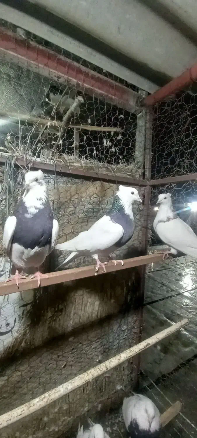 فروش کبوتر|پرنده|کرمانشاه, |دیوار