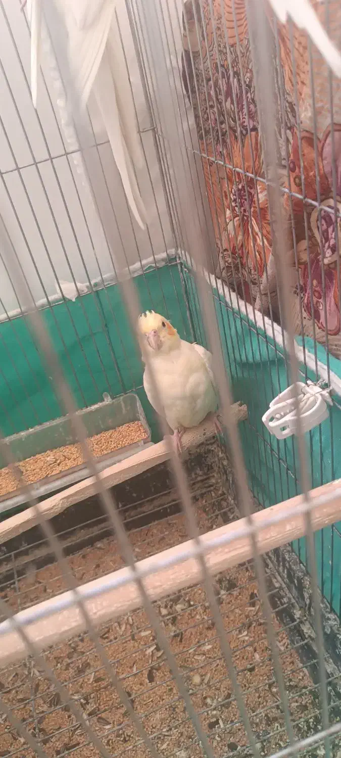 عروس هلندی|پرنده|میاندوآب, |دیوار