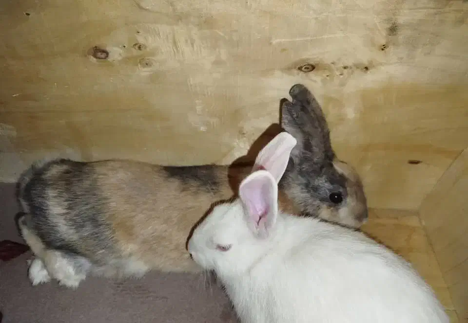 خرگوش|موش و خرگوش|جونقان, |دیوار