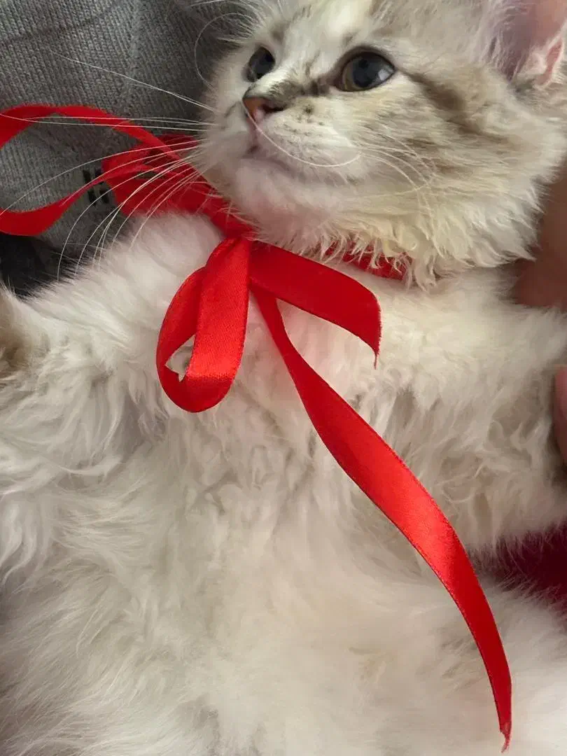 طوله بریتیش و اسکاتیش|گربه|مشهد, رسالت|دیوار