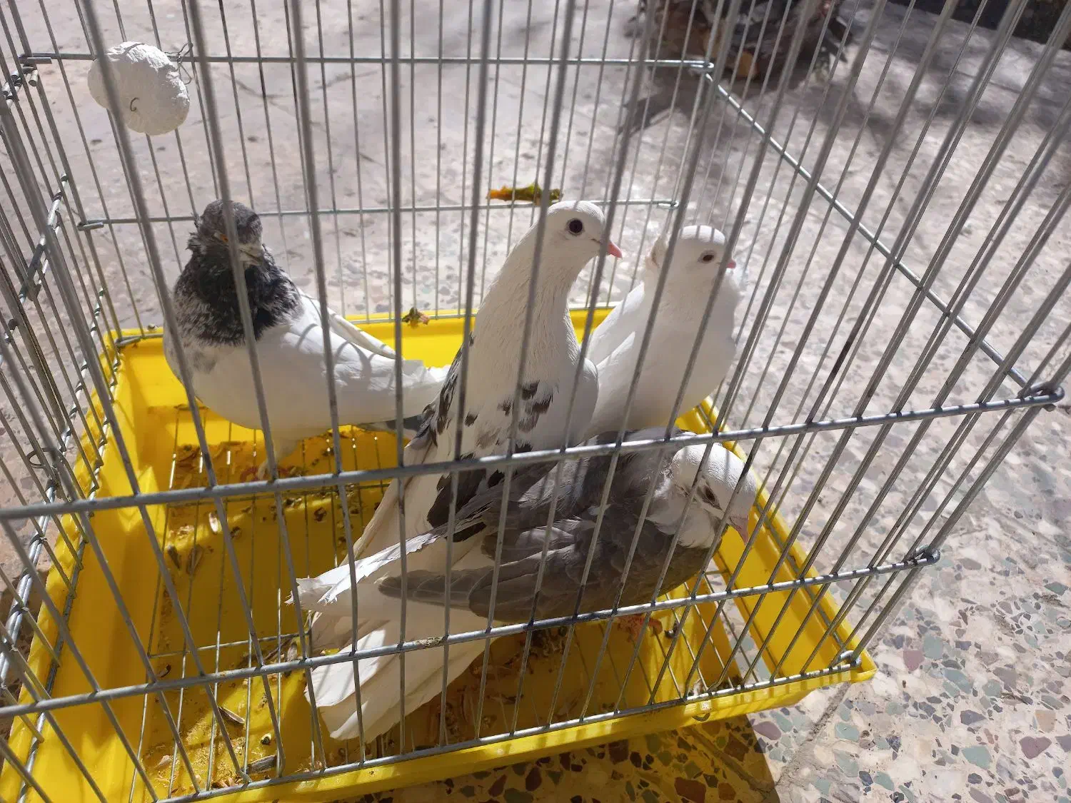 کبوتر|پرنده|بافت, |دیوار