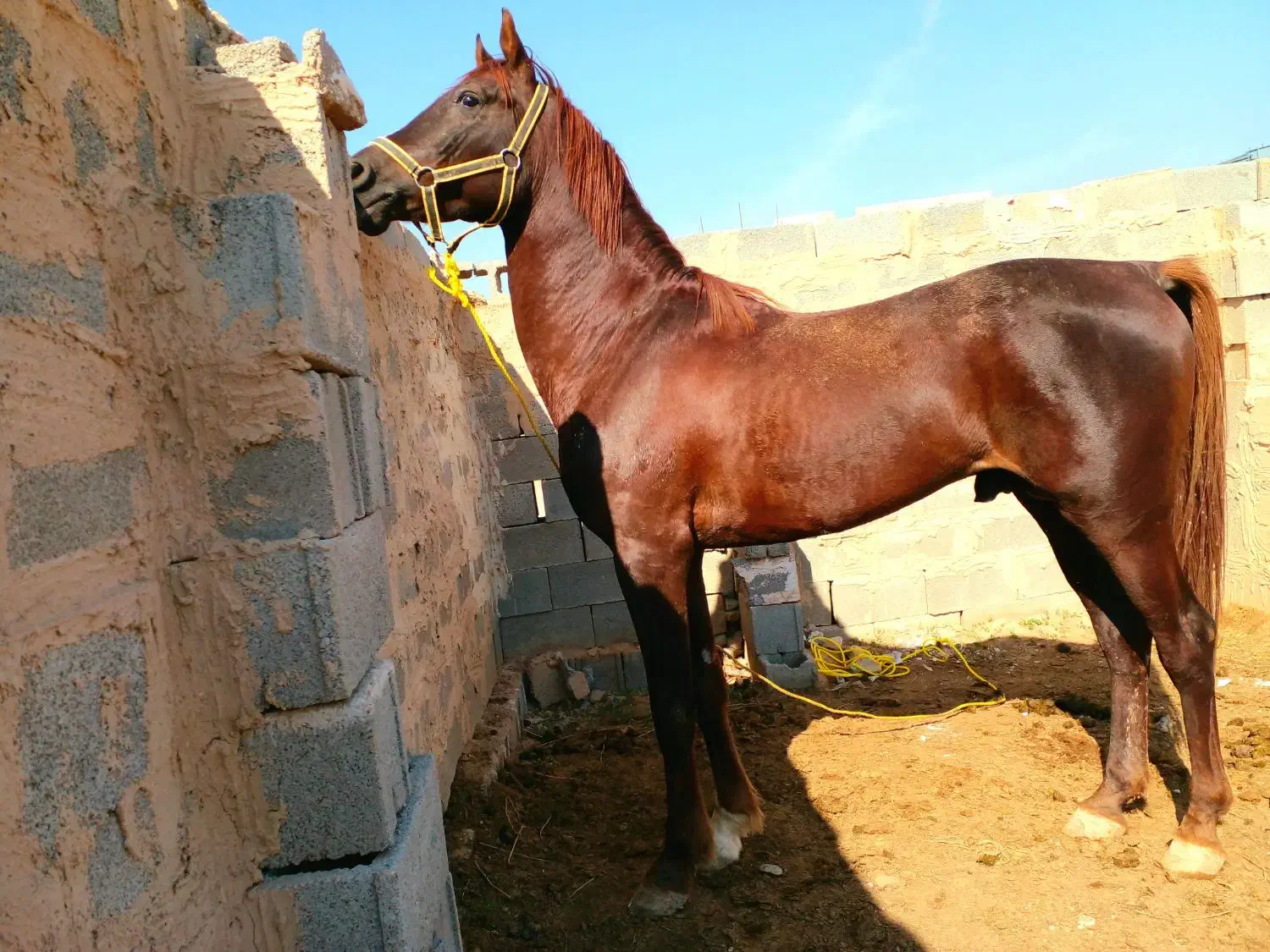 اسب نریان|اسب و تجهیزات اسب‌سواری|اهواز, اهواز|دیوار