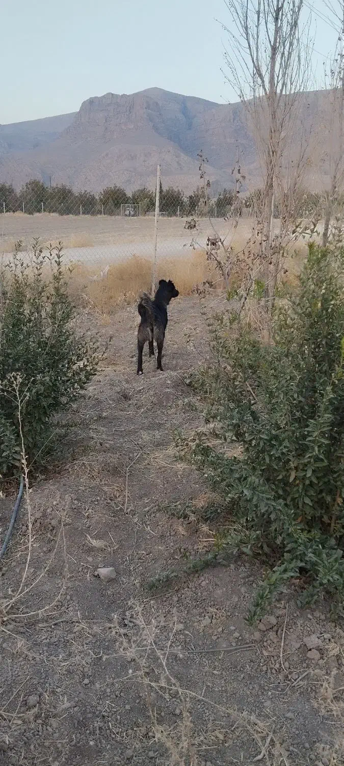 سگ ماده|سگ|مرودشت, فرهنگ|دیوار