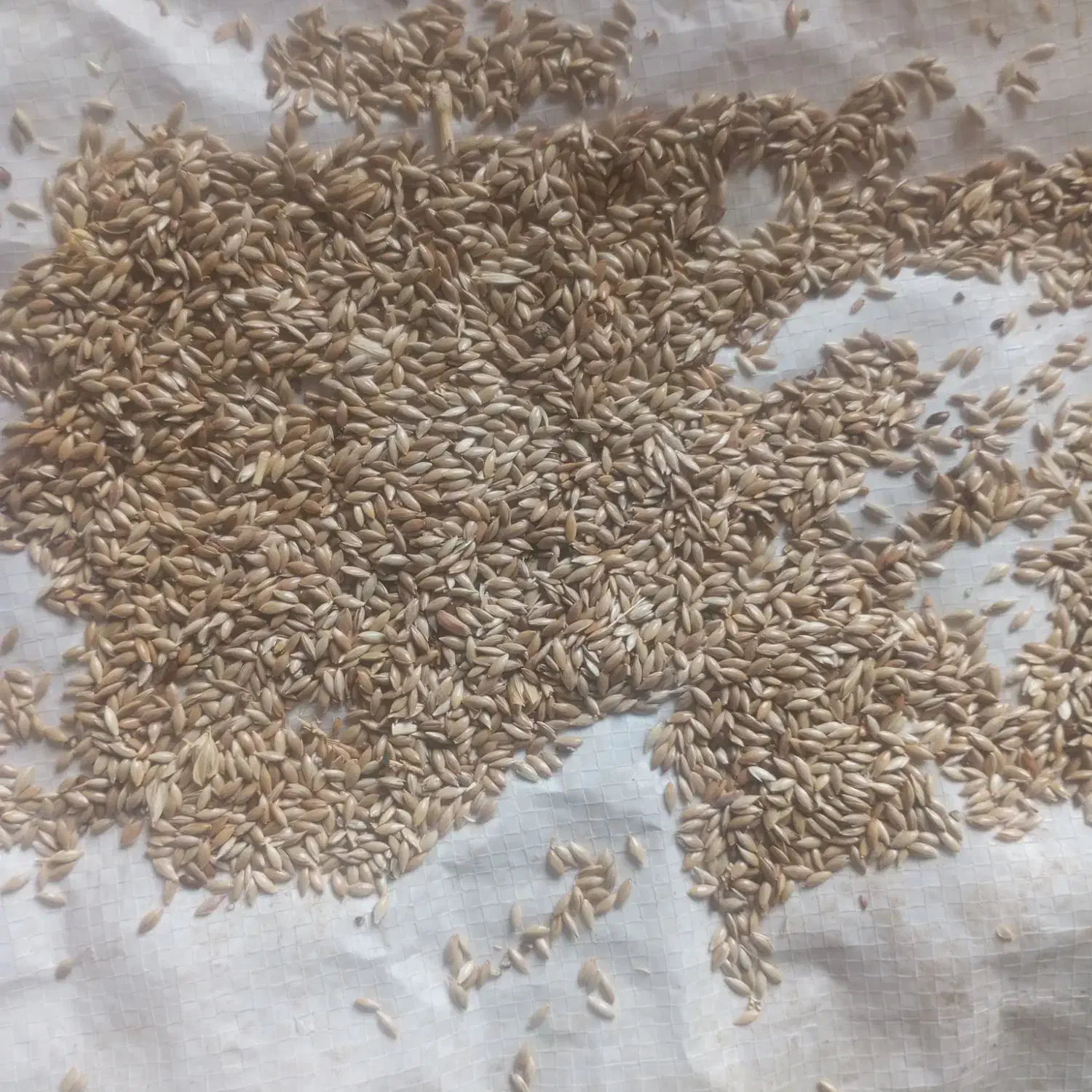 تخم کتان به حال خود ابی|خوردنی و آشامیدنی|قشلاق دشت, |دیوار