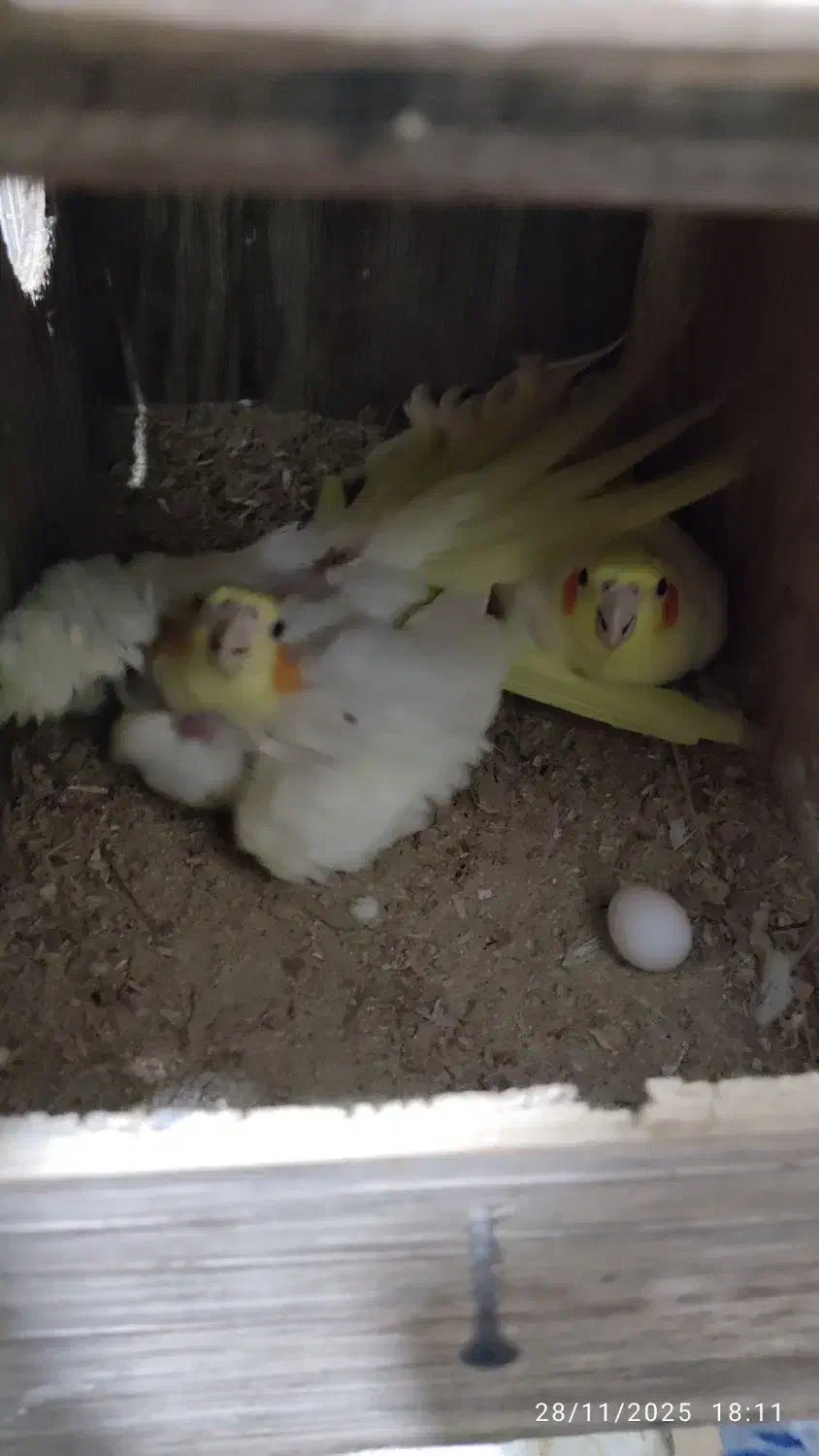 عروس هلندی لوتینو مولد|پرنده|بندر ماهشهر, |دیوار