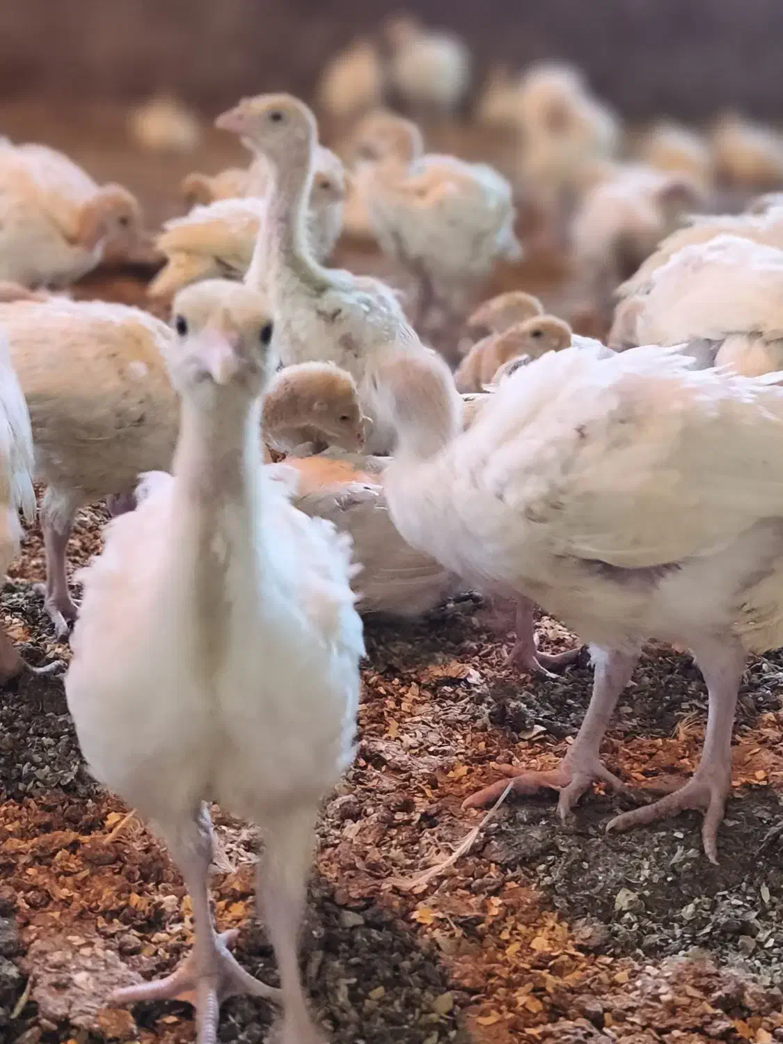 جوجه بوقلمون گوشتی|حیوانات مزرعه|قوچان, |دیوار