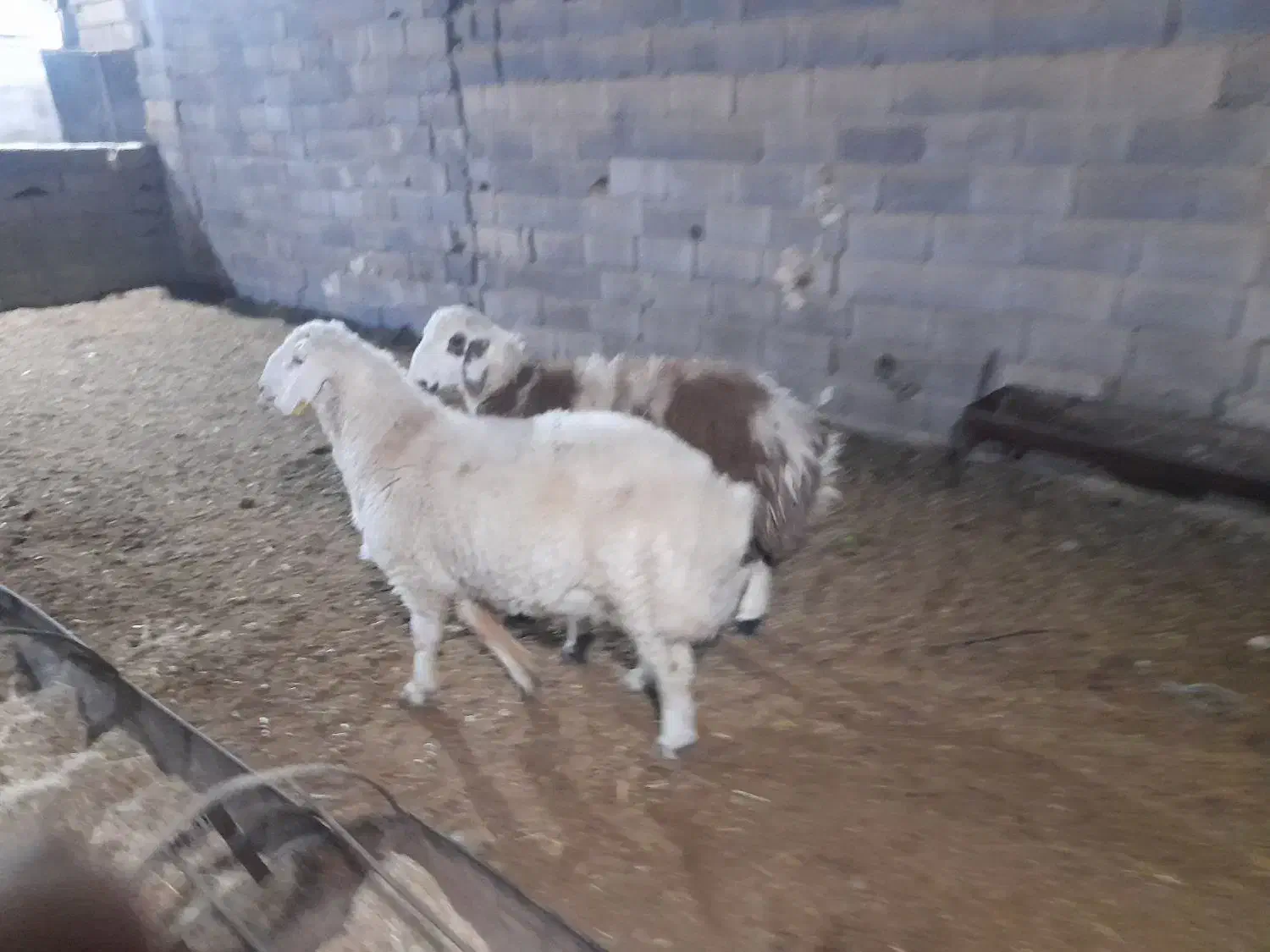 بره قوچ افشار پلنگی بروجردی|حیوانات مزرعه|یزد, |دیوار