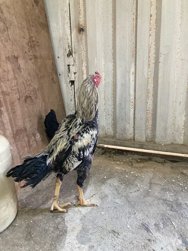 خروس لاری|حیوانات مزرعه|جاجرود, |دیوار