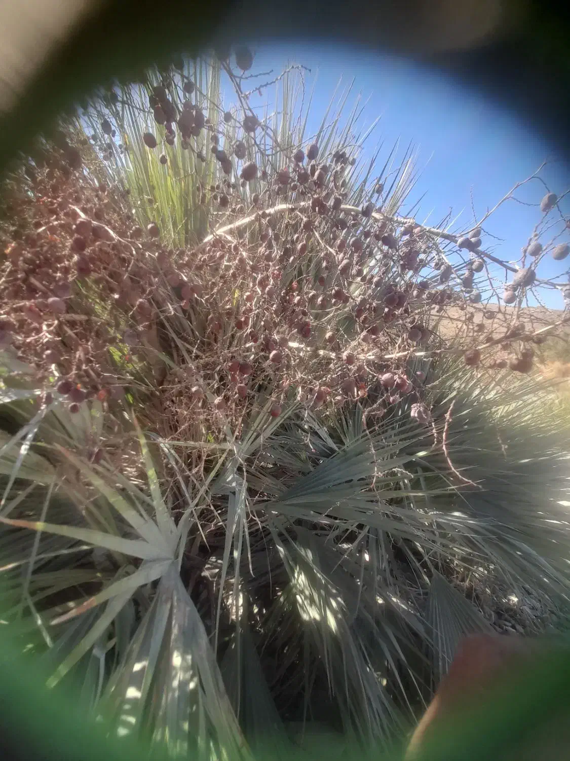 کونل  یا همون  خرما  کوهی شهرستان سرباز موجود|عمده‌فروشی|چابهار, |دیوار