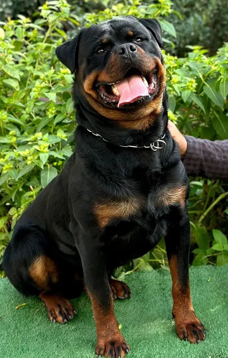 روتوایلر نر پسر شازده ایچ|سگ|قدس, شهر‌قدس|دیوار