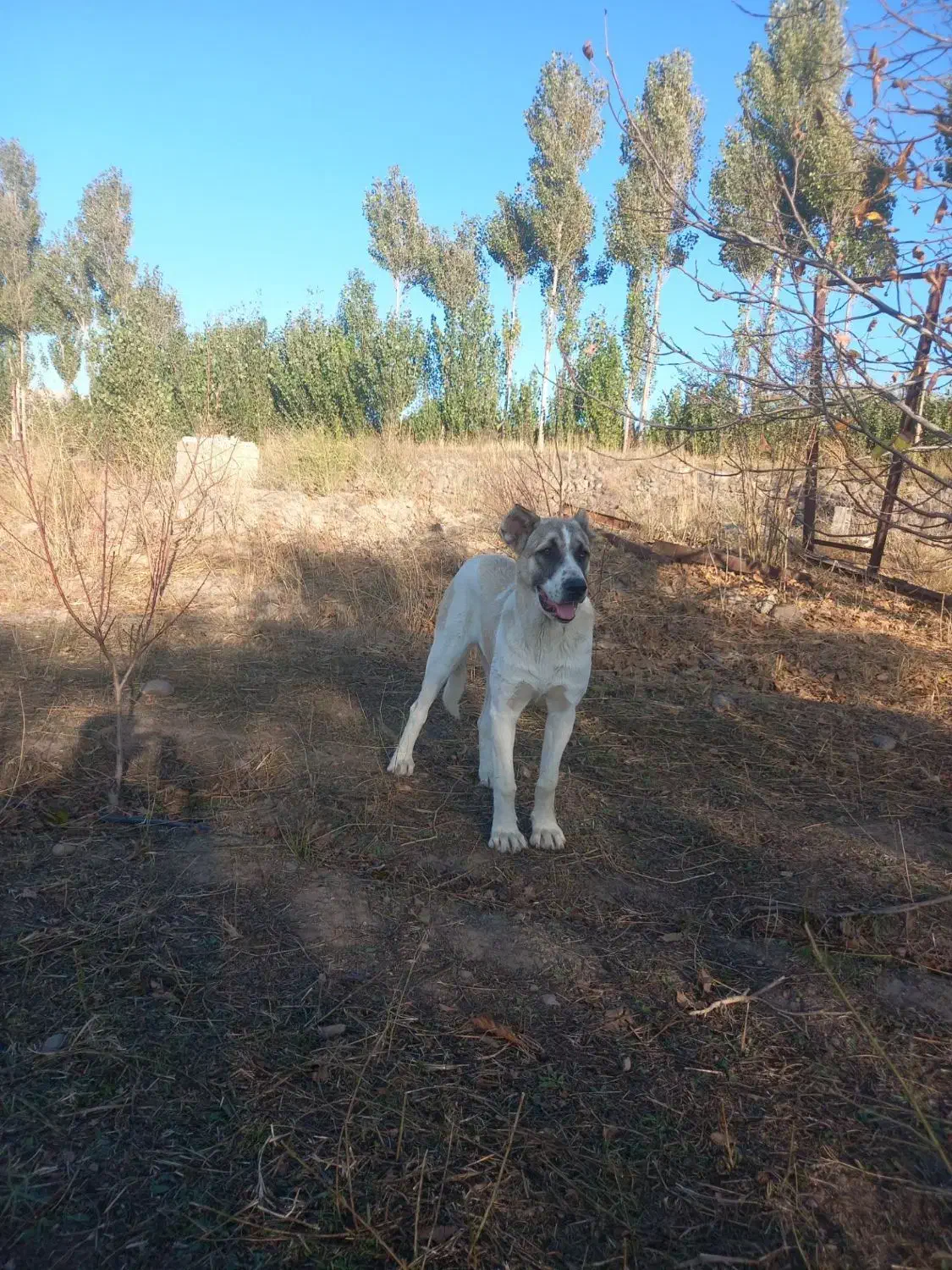 سگ سرابی|سگ|مشگین شهر, |دیوار