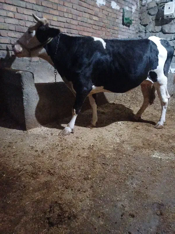 گاو گوساله نوین سمنتال|حیوانات مزرعه|حسین آباد, |دیوار
