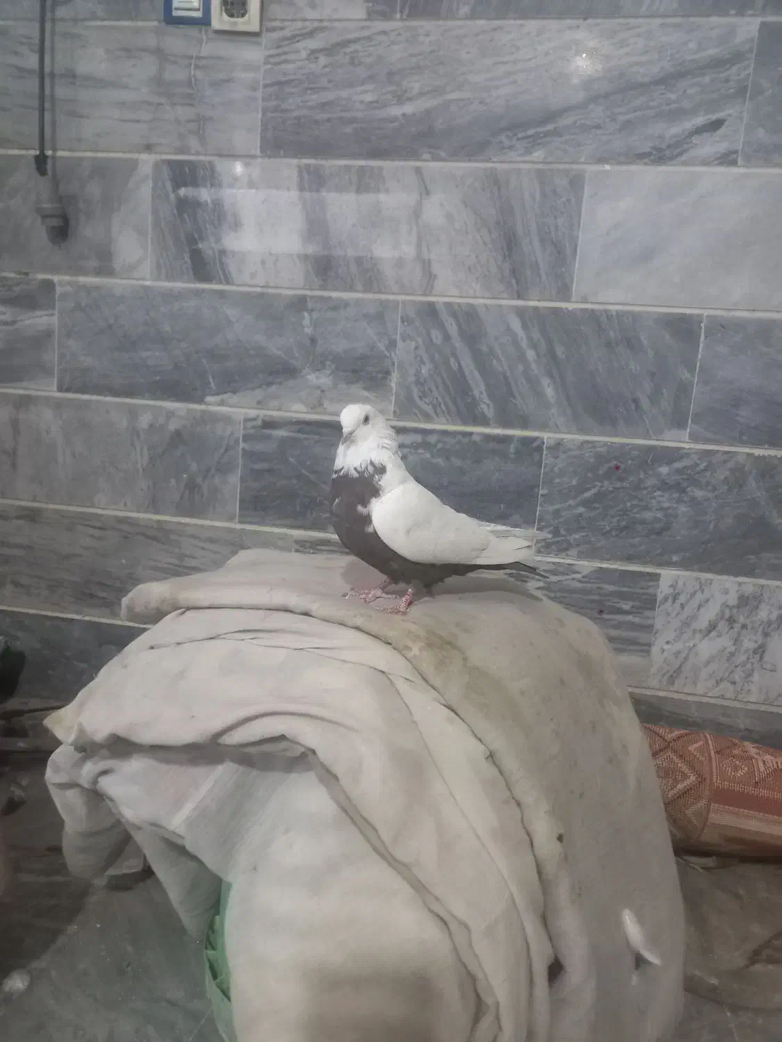 ماده دمی|پرنده|شیروان (لرستان), |دیوار