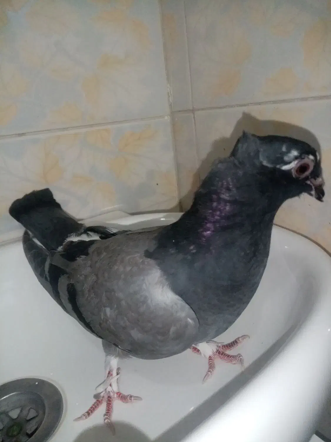 کفتر پرشی جوجه جیر دونه 60|پرنده|قم, باغ شازده|دیوار