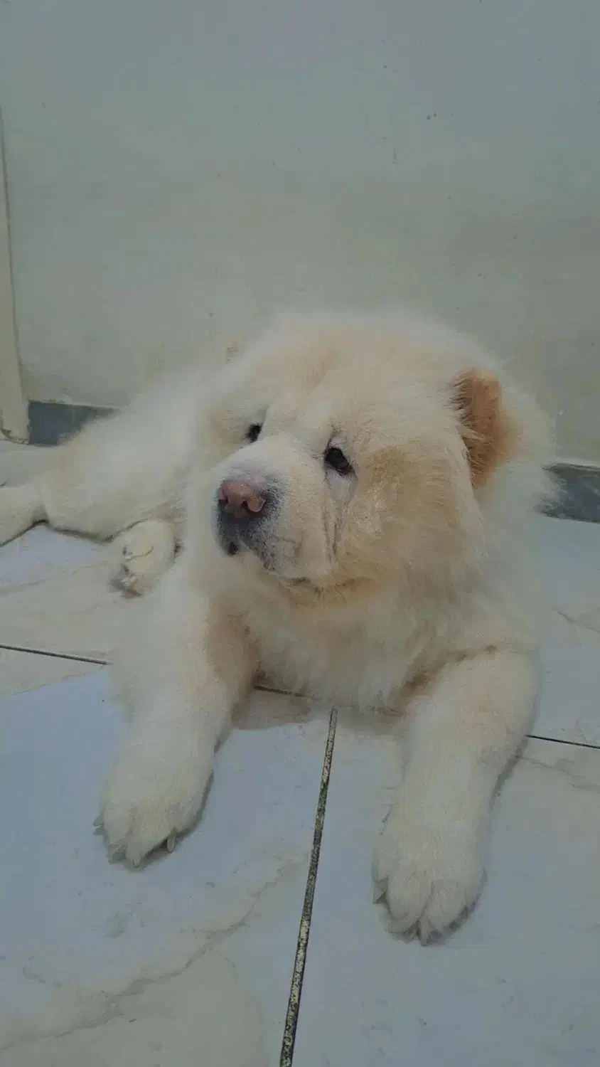 سگ چاوچاو|سگ|ساری, |دیوار